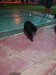 Black Retriever - Retriever Dog