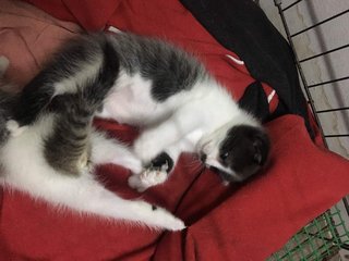 2 Kittens For Adoption - Oriental Short Hair + Domestic Short Hair Cat