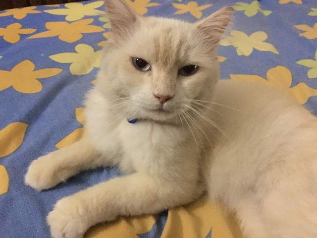 Fancy - Persian + Domestic Long Hair Cat