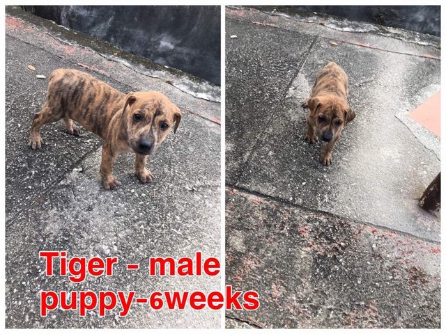 Tiger - Mixed Breed Dog