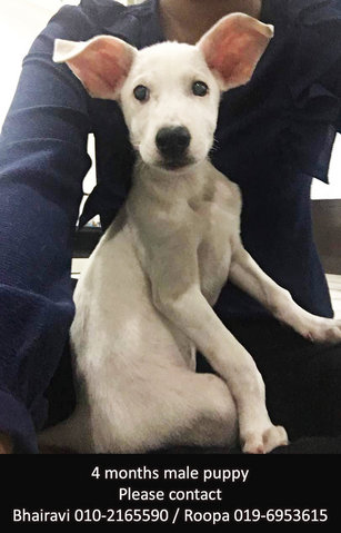 4 Months Male Puppy - Mixed Breed Dog