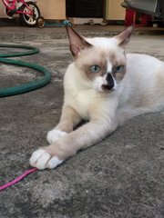 Jingle - Siamese + Domestic Short Hair Cat