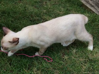 Jingle - Siamese + Domestic Short Hair Cat