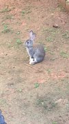 Rabbit - Bunny Rabbit Rabbit