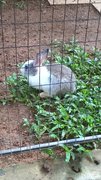 Rabbit - Bunny Rabbit Rabbit