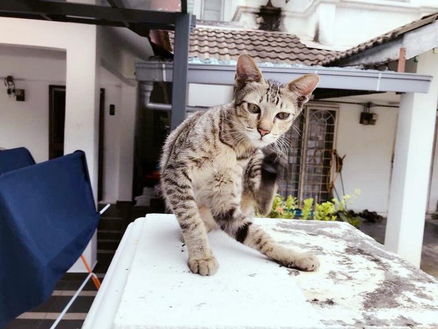 Meowmeow - Domestic Short Hair Cat