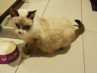 Horlicks - Domestic Short Hair + Siamese Cat