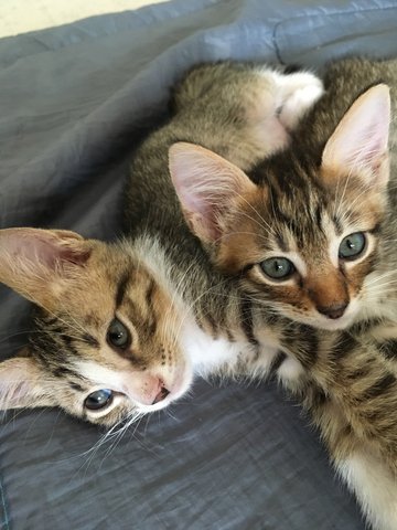 Boi And Fluffy - Domestic Medium Hair Cat