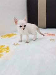 PF85691 - Domestic Short Hair Cat