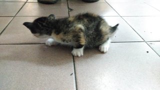 Mixie - Domestic Short Hair Cat