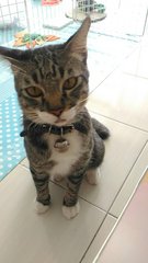 Eddy - Domestic Short Hair Cat