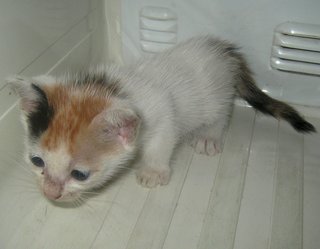 Anak Kucing Terbiar 03 - Domestic Short Hair Cat