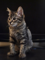 Chii - Domestic Medium Hair Cat