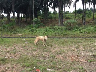 Abandoned, No Name - Mixed Breed Dog