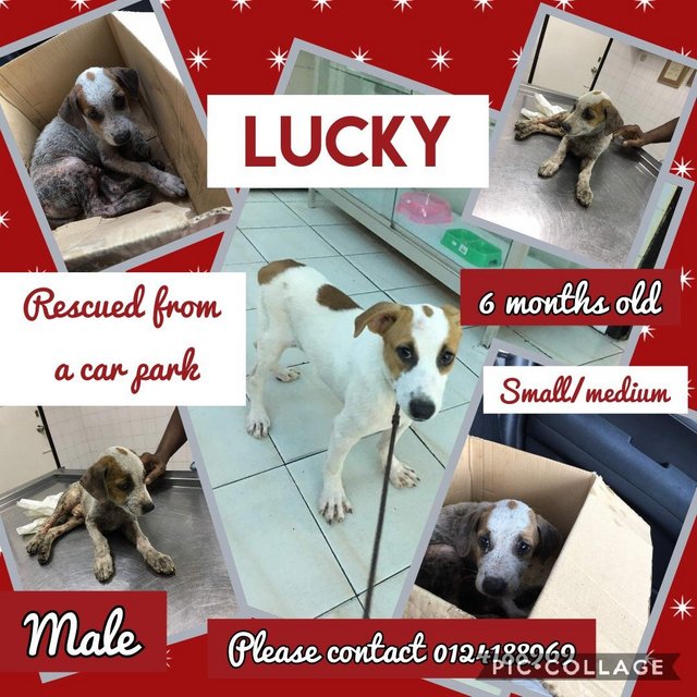 Lucky Adopted - Mixed Breed Dog