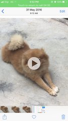 Kiki - Pomeranian Dog