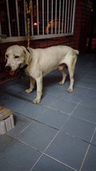 Labrador / Beagle Mixed - Labrador Retriever + Beagle Dog