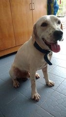 Labrador / Beagle Mixed - Labrador Retriever + Beagle Dog