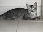 Nana Kai - Adopted By Anis - Domestic Short Hair Cat