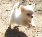 Nina - Chihuahua Dog