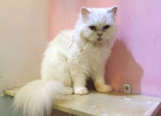 Mysha - Persian Cat