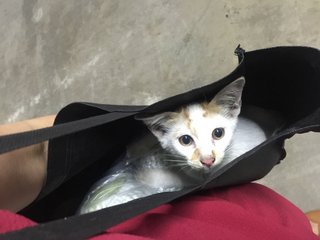 Pearly - Domestic Short Hair Cat