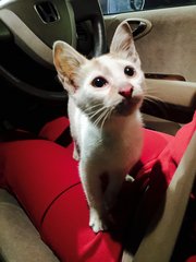 Pearly - Domestic Short Hair Cat
