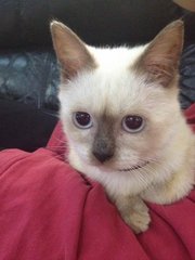 Abby - Siamese Cat