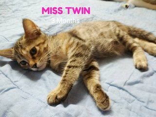 Miss Twin - Domestic Long Hair + Domestic Short Hair Cat