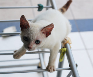 Yuki - Siamese Cat