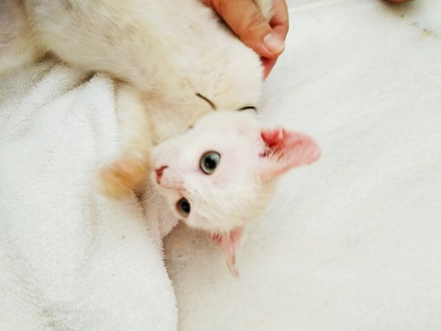 Yuki - Siamese Cat