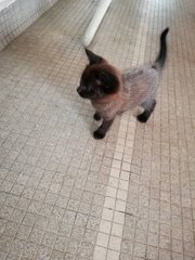 3 Adorable Kittens - Domestic Medium Hair + Domestic Short Hair Cat