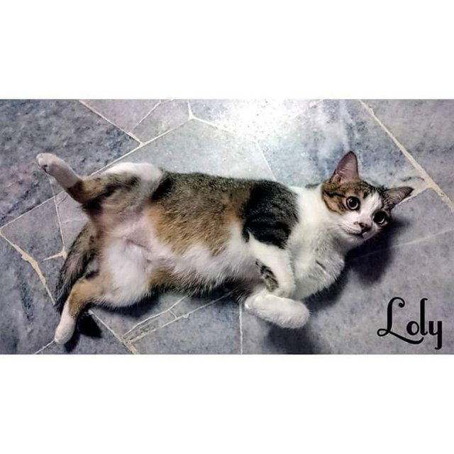Loly - Domestic Short Hair Cat