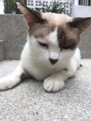 Cocospot - Domestic Short Hair Cat