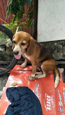 Beagle Found In Kajang - Beagle Dog