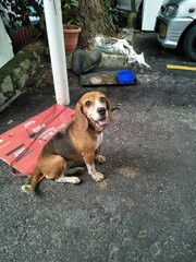 Beagle Found In Kajang - Beagle Dog