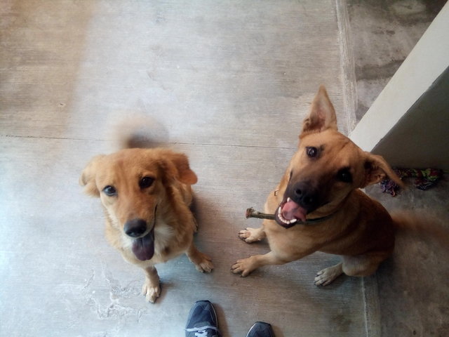 Zoey &amp; Cody - Mixed Breed Dog