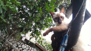 Lengleng - Siamese + Domestic Medium Hair Cat