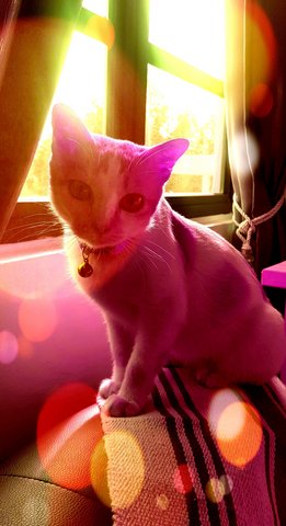 Mellow Meera  - Domestic Short Hair Cat