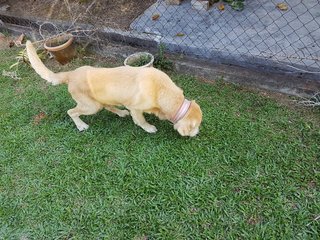 Boyboy - Golden Retriever Dog