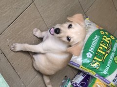 Rainbow - Labrador Retriever Mix Dog