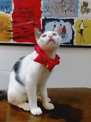 On-chan - Domestic Short Hair Cat