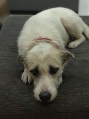 Lady Amber  - Terrier Mix Dog