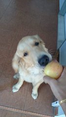 Chichi - Golden Retriever Dog