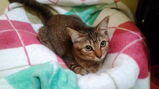 Neslo - Domestic Short Hair Cat