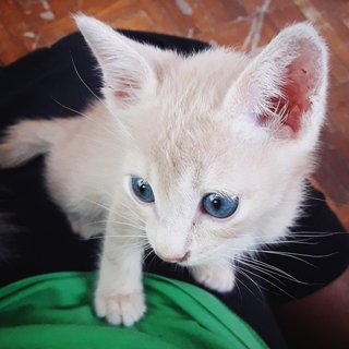 ❤ Zenith Flash ❤ - Russian Blue + Domestic Short Hair Cat