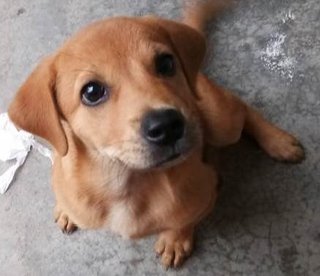 Doe Eyed Female Puppy - Mixed Breed Dog