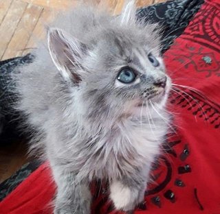 ❤ Zabelle Queen ❤ - Russian Blue + Domestic Long Hair Cat