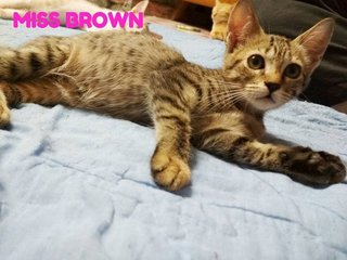 Miss Brown - Domestic Long Hair + Domestic Short Hair Cat