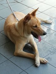 Neffy - Basset Hound + Jack Russell Terrier Dog